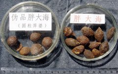  胖大海
